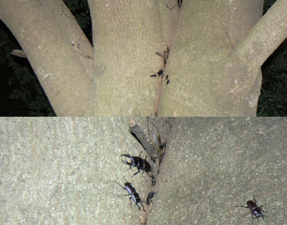 シラカシ_幹の2股に分かれたところに群れるコクワガタ_2021年5月28日20時10分頃 23度